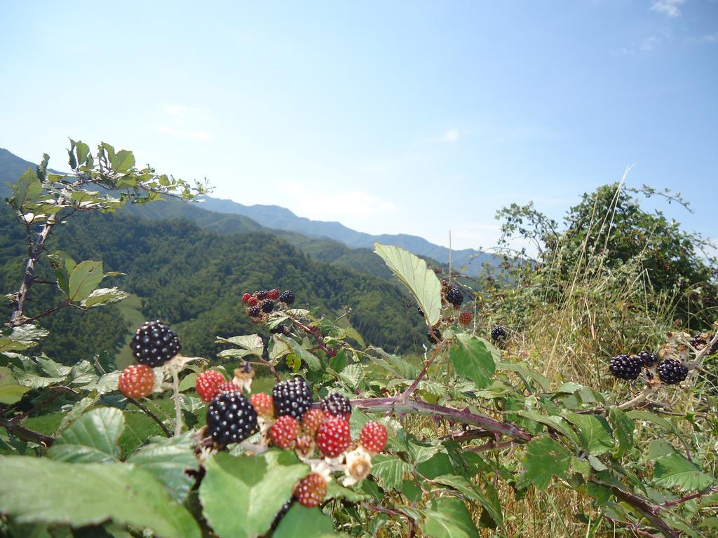 Agriturismo I Monti Di Salecchio Palazzuolo Sul Senio Zewnętrze zdjęcie