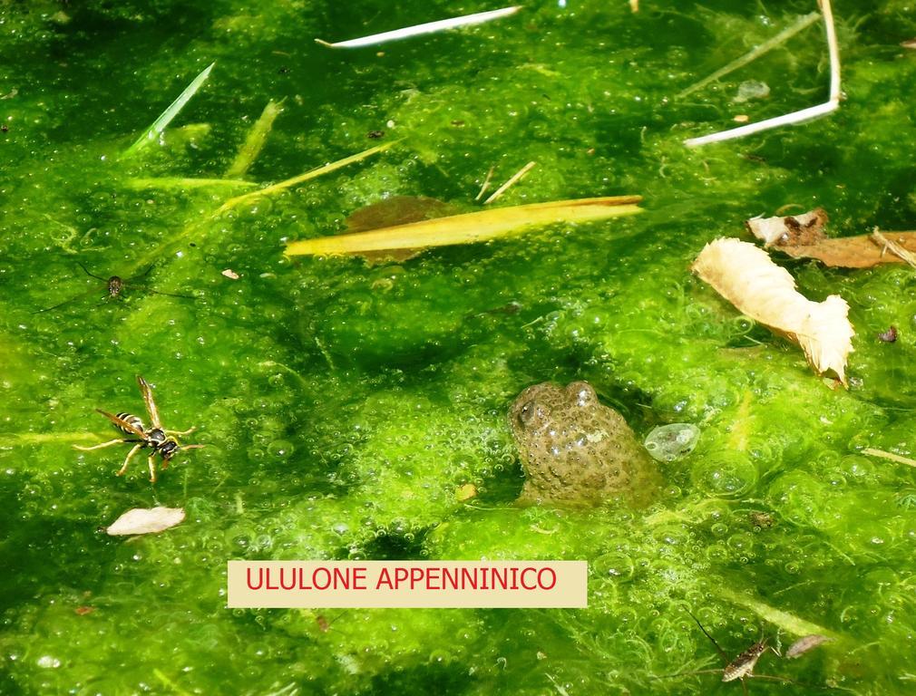 Agriturismo I Monti Di Salecchio Palazzuolo Sul Senio Zewnętrze zdjęcie